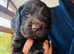 Sproker puppies