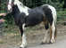 2 years old mare.