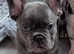 Gorgeous litter of 5 French Bulldog Puppies