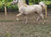 Welsh palomino