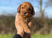 Beautiful cockapoo