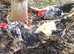 Exchequer Leghorn Hatching Eggs x6