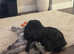 Puppies due beginning of june