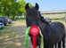British riding pony
