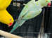 Baby blue and yellow Ringneck Parrot