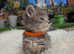 Purebred Maine Coon Kittens for Sale - Ready in July