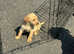 KC PUPPIES READY NOW