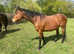 Riding mare 16hh