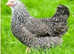 Point of Lay hens for sale. Speckledy Chickens