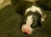 Old English Sheepdog / Golden Oldie