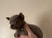 Smooth coat chihuahua puppies