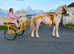 Burt, 11.2h palomino registered section A
