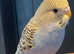 Baby budgie ready now