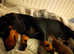 Miniature Dachshund puppies
