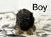 6 wonderful dachshund girls and boys