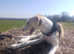 6 month old greyhound cross