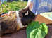 Female Guinea pig, 9 months old, ip3