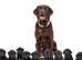 1 little boy available Stunning KC black Labrador puppies fullyhealth tested Parents