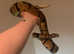Male ball python and Viv plus extras