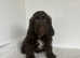 1 stunning chocolate cockapoo boy
