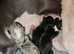 3 beautiful black and white females, 7/8 whippet puppies