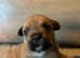 3 French bull jack pups now reduced