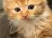 Beautiful ginger girls available