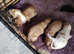 Cavalier king Charles pups