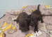 Lakeland terrier pups
