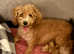 Schnoodle puppies