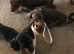 Miniature dachshund puppies