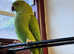 Stunning baby Indian ringnick parrot
