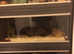 Two snakes female  both live in own