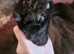 Big beautiful black solid house panther (maine coon) 6666 polydactyl kitten kitten