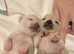 Beautiful full kc registered  tea cup chihuahuas for sale