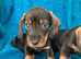 Miniature dachshund puppies