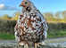 Pekin bantam point of lay pullets
