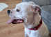 American bulldog