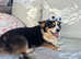 Kc Pembroke corgi puppies