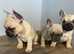 6 Gorgeous French Bulldog puppies