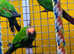 Rose Crown conures,17