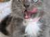Gorgeous Nebelung cross Kittens 1 male available