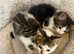 Lovely docile and playful cats