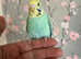 Hand reared  baby budgie