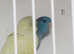 Parrotlets