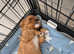 3 cavalier king charles puppies