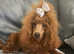 Maltipoo toy maltese small poodle toy boy puppy silver black ready now