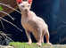 Canadian sphynx for stud, TICA,extensively tested.