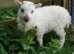 Lambing days in Goring on Thames