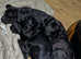 Urgent 6 month old presa canario pups